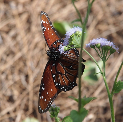 [This butterfly perched on a blue mistflower has its wings spread exposing its body and the underside of the wings. The body of the butterfly is black with white spots. The wings are a burnished brown-red and edged with black. There are white spots scattered over both the brown and black parts of the wings. There are also some segment delineations which are black.]